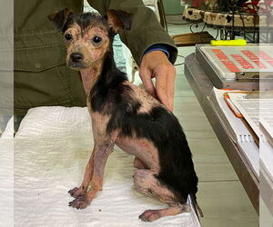 Chihuahua Dogs for adoption in Benton, LA, USA