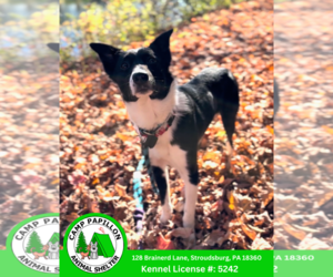 Border Collie-Unknown Mix Dogs for adoption in Stroudsburg, PA, USA