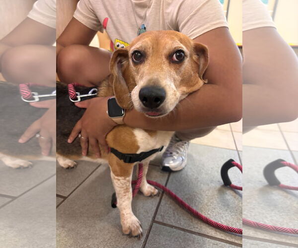 Medium Photo #2 Beagle-Unknown Mix Puppy For Sale in Virginia Beach, VA, USA