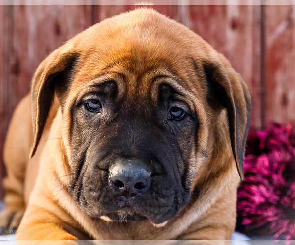 Medium Photo #53 Mastiff Puppy For Sale in WAKARUSA, IN, USA
