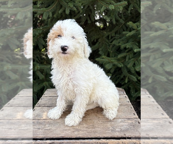 Medium Photo #4 Goldendoodle mix (+ Poodle Miniature) Puppy For Sale in MIDDLEBURY, IN, USA