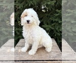 Small #3 Goldendoodle mix (+ Poodle Miniature)