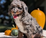 Small Photo #42 Miniature Bernedoodle Puppy For Sale in GOSHEN, IN, USA