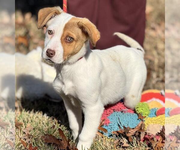 Medium Photo #2 Mutt Puppy For Sale in Yardley, PA, USA