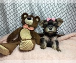 Puppy Peach Yorkshire Terrier