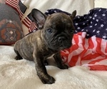 Small Photo #10 French Bulldog Puppy For Sale in JOHNS ISLAND, SC, USA