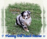 Small Miniature Australian Shepherd