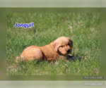 Image preview for Ad Listing. Nickname: Jonquil