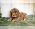 Puppy Bella Miniature Labradoodle