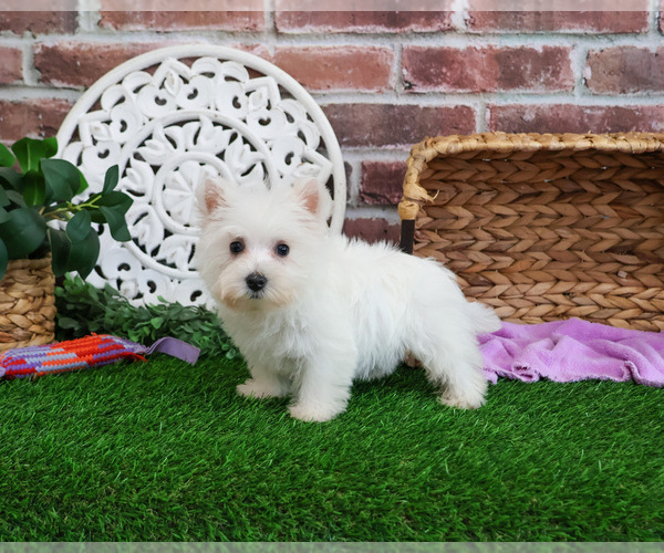 Medium Photo #5 West Highland White Terrier Puppy For Sale in SYRACUSE, IN, USA