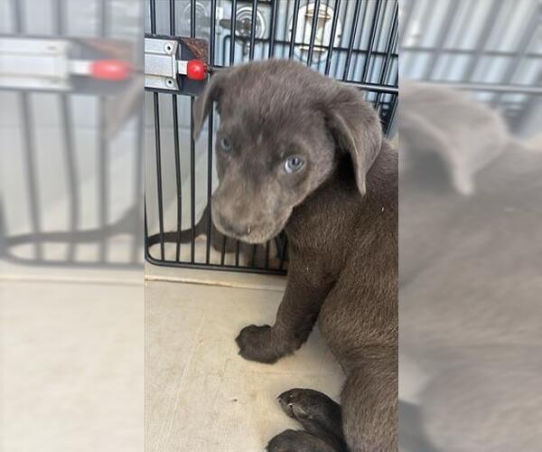 Medium Photo #1 Labrador Retriever Puppy For Sale in Houston, TX, USA