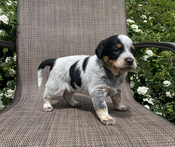 Medium Photo #7 Australian Cattle Dog Puppy For Sale in RICHMOND, MI, USA