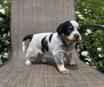 Small #6 Australian Cattle Dog