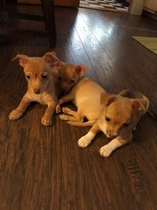 Chihuahua Puppy for sale in SALINA, KS, USA