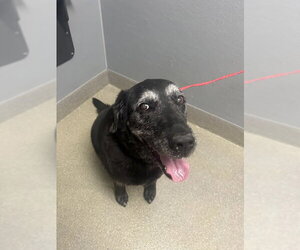 Labrador Retriever-Unknown Mix Dogs for adoption in Las Vegas, NV, USA