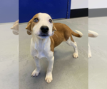 Small #1 Mutt