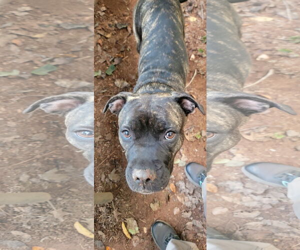 Medium Photo #5 American Staffordshire Terrier-Boxer Mix Puppy For Sale in Arlington, VA, USA