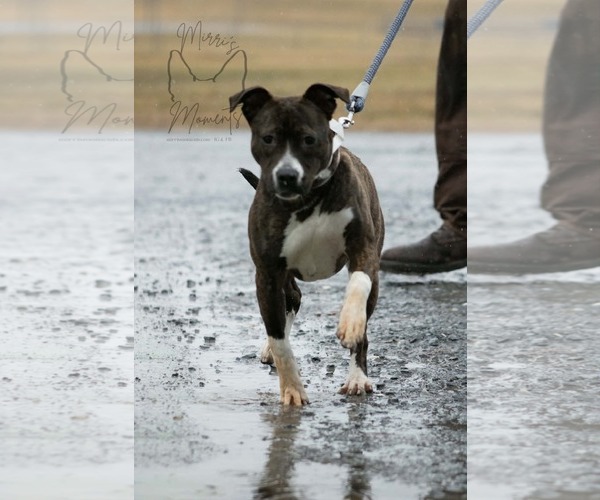 Medium Photo #11 Mutt Puppy For Sale in Rustburg, VA, USA