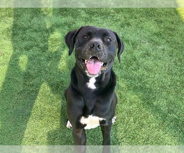 Medium Photo #2 American Pit Bull Terrier Puppy For Sale in Orange, CA, USA