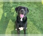 Small #1 American Pit Bull Terrier