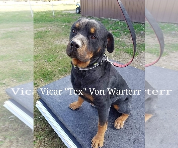 Medium Photo #1 Rottweiler Puppy For Sale in CASSVILLE, MO, USA
