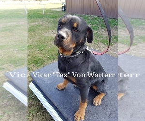 Father of the Rottweiler puppies born on 08/04/2019