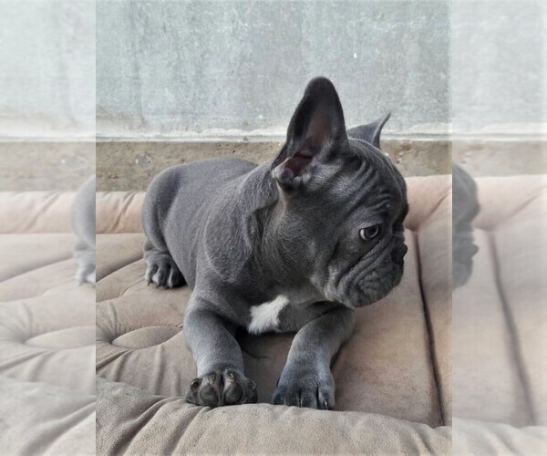 Medium Photo #3 French Bulldog Puppy For Sale in DES PLAINES, IL, USA