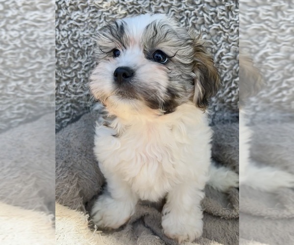 Medium Photo #10 Zuchon Puppy For Sale in RENO, NV, USA