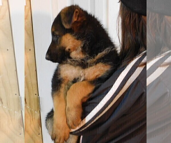 Medium Photo #4 German Shepherd Dog Puppy For Sale in MORRISVILLE, MO, USA