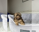 Small #9 Shih Tzu