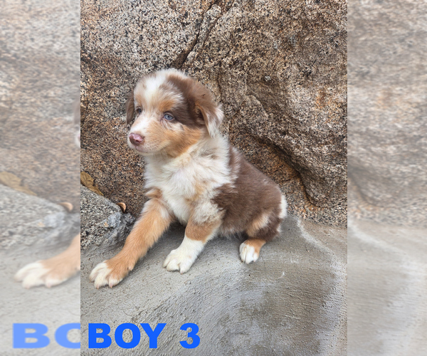 Medium Photo #3 Australian Cattle Dog Puppy For Sale in BANNING, CA, USA