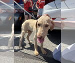 Small #2 Labrador Retriever Mix