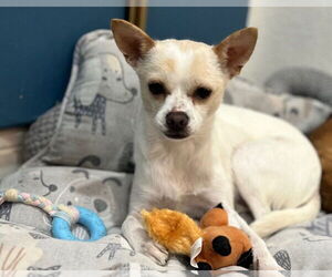 Chihuahua Dogs for adoption in Fremont, CA, USA