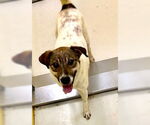 Small #2 Mutt