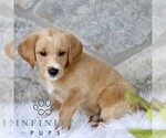 Small #2 Miniature Labradoodle