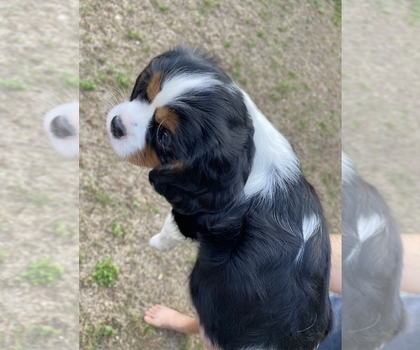 Full screen Photo #2 Cavalier King Charles Spaniel Puppy For Sale in AUSTIN, TX, USA