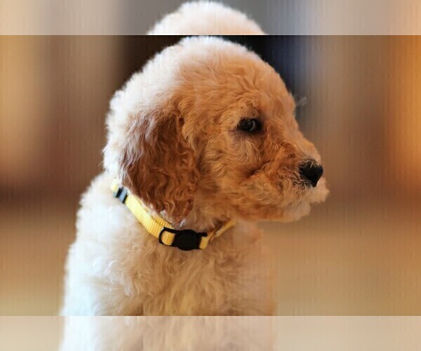 Medium Photo #12 Poodle (Standard) Puppy For Sale in STANLEY, VA, USA