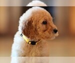 Small Photo #12 Poodle (Standard) Puppy For Sale in STANLEY, VA, USA