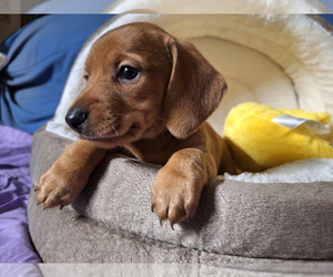 Dachshund Puppy for sale in BRISTOL, TN, USA