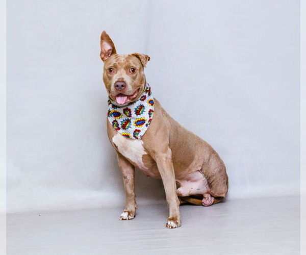 Medium Photo #2 American Pit Bull Terrier-Unknown Mix Puppy For Sale in Sanford, FL, USA