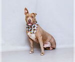 Small #1 American Pit Bull Terrier Mix