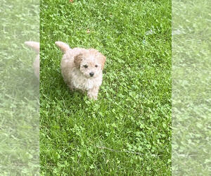 Cavapoo Puppy for sale in MOUNT CLEMENS, MI, USA
