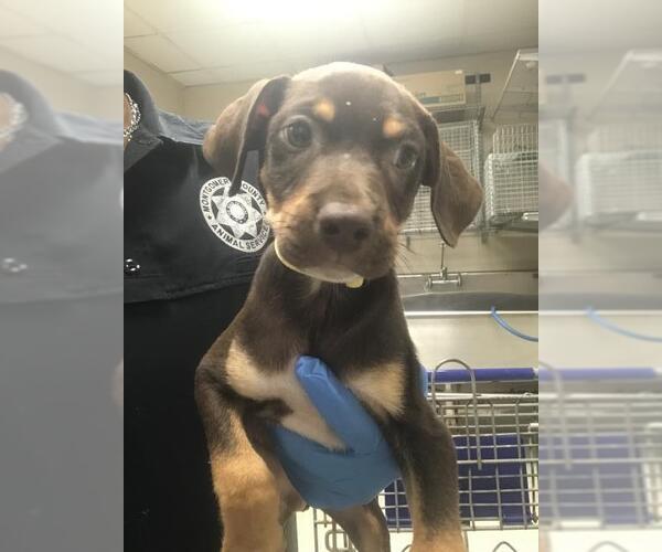 Medium Photo #1 Labrador Retriever-Unknown Mix Puppy For Sale in Conroe, TX, USA