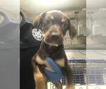Small Labrador Retriever Mix