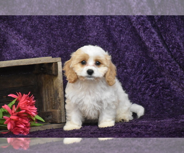 Medium Photo #4 Cavachon Puppy For Sale in ELDORADO, OH, USA