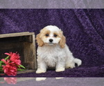 Small #3 Cavachon