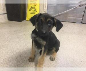 Medium German Shepherd Dog