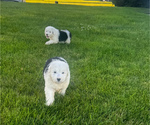 Small #5 Old English Sheepdog