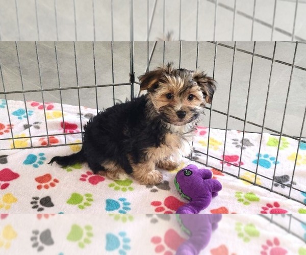 Medium Photo #7 Morkie Puppy For Sale in ORO VALLEY, AZ, USA