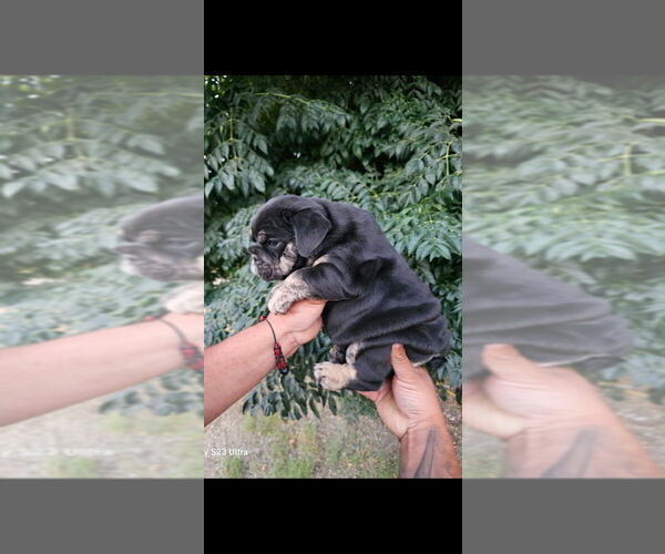 Medium Photo #2 English Bulldog Puppy For Sale in SAN JOSE, CA, USA